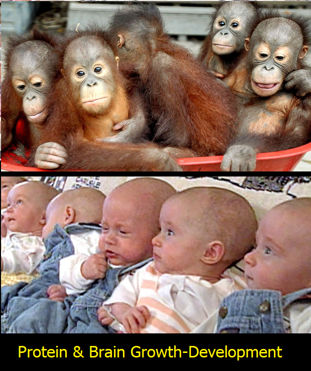 Orangutan Human Babies