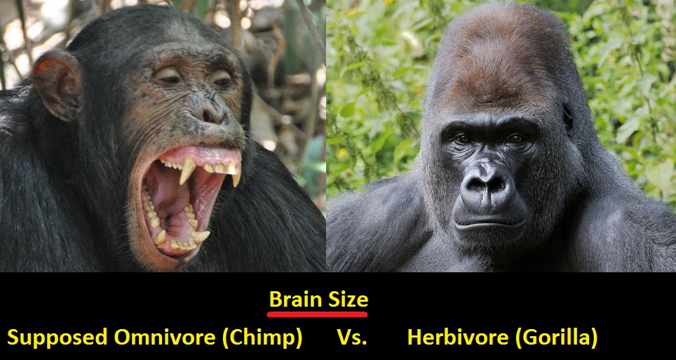 Brain Size:  Chimp Vs. Gorilla (herbivore)
